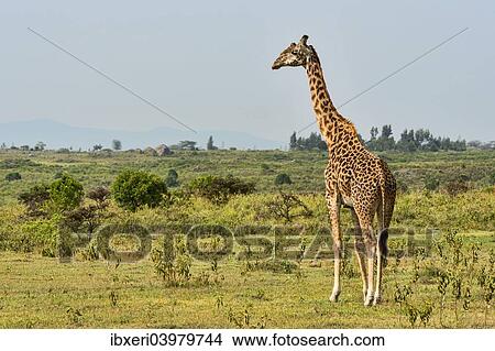 "Giraffe (Giraffa camelopardalis), Arusha Region, Tanzania, Africa" View Large Photo Image Picture - "Giraffe (Giraffa camelopardalis), Arusha Region, Tanzania, Africa". Fotosearch
