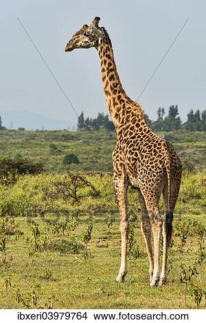"Giraffe (Giraffa camelopardalis), Arusha Region, Tanzania, Africa" View Large Photo Image Picture - "Giraffe (Giraffa camelopardalis), Arusha Region, Tanzania, Africa". Fotosearch