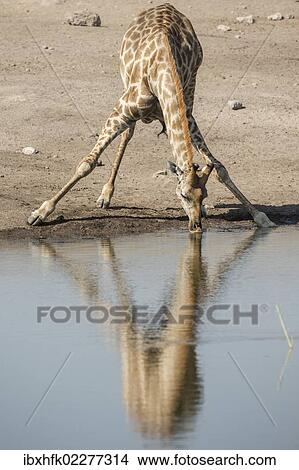 Picture - "Giraffe (Giraffa camelopardalis), drinking, Etosha National Park, Namibia, Africa". Fotosearch