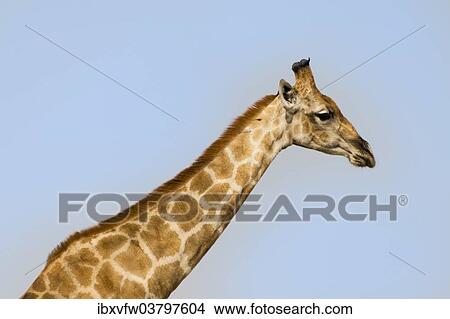 "Giraffe (Giraffa camelopardalis), Etosha National Park, Namibia, Africa" View Large Photo Image Picture - "Giraffe (Giraffa camelopardalis), Etosha National Park, Namibia, Africa". Fotosearch
