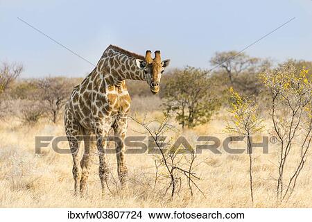 "Giraffe (Giraffa camelopardalis) feeding on camelthorn-bush, Etosha National Park, Namibia, Africa" View Large Photo Image Picture - "Giraffe (Giraffa camelopardalis) feeding on camelthorn-bush, Etosha National Park, Namibia, Africa". Fotosearch