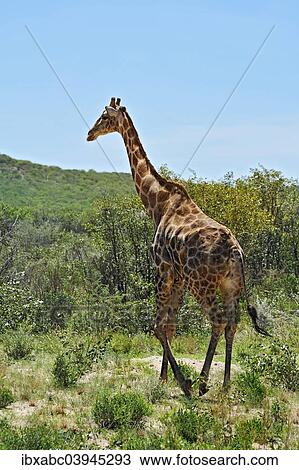 "Giraffe (Giraffa camelopardalis), Etosha National Park, Namibia, Africa" View Large Photo Image Stock Image - "Giraffe (Giraffa camelopardalis), Etosha National Park, Namibia, Africa". Fotosearch