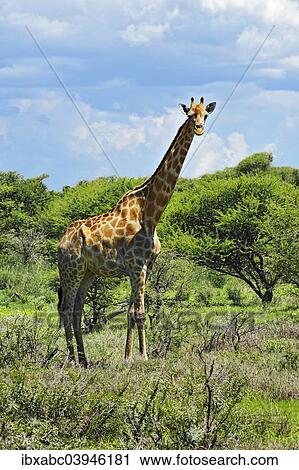 "Giraffe (Giraffa camelopardalis), Etosha National Park, Namibia, Africa" View Large Photo Image Stock Image - "Giraffe (Giraffa camelopardalis), Etosha National Park, Namibia, Africa". Fotosearch