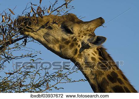 "Giraffe (Giraffa camelopardalis) feeding, Kruger National Park, South Africa, Africa" View Large Photo Image Stock Image - "Giraffe (Giraffa camelopardalis) feeding, Kruger National Park, South Africa, Africa". Fotosearch