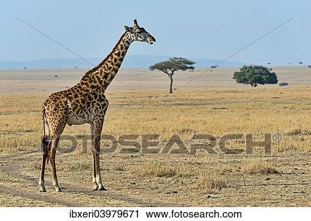 "Giraffe (Giraffa camelopardalis), Maasai Mara National Reserve, Kenya, Africa" View Large Photo Image Stock Image - "Giraffe (Giraffa camelopardalis), Maasai Mara National Reserve, Kenya, Africa". Fotosearch
