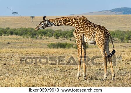 "Giraffe (Giraffa camelopardalis), Maasai Mara National Reserve, Kenya, Africa" View Large Photo Image Stock Image - "Giraffe (Giraffa camelopardalis), Maasai Mara National Reserve, Kenya, Africa". Fotosearch