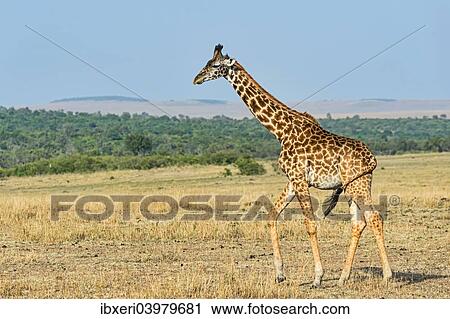 "Giraffe (Giraffa camelopardalis), Maasai Mara National Reserve, Kenya, Africa" View Large Photo Image Stock Image - "Giraffe (Giraffa camelopardalis), Maasai Mara National Reserve, Kenya, Africa". Fotosearch
