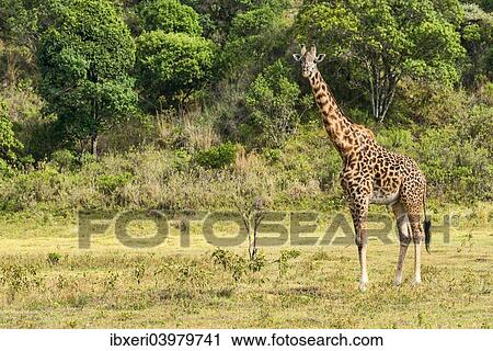 "Giraffe (Giraffa camelopardalis), Arusha Region, Tanzania, Africa" View Large Photo Image Stock Image - "Giraffe (Giraffa camelopardalis), Arusha Region, Tanzania, Africa". Fotosearch