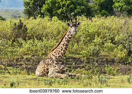"Giraffe (Giraffa camelopardalis), Arusha Region, Tanzania, Africa" View Large Photo Image Stock Image - "Giraffe (Giraffa camelopardalis), Arusha Region, Tanzania, Africa". Fotosearch