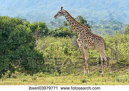 "Giraffe (Giraffa camelopardalis), Arusha Region, Tanzania, Africa" View Large Photo Image Stock Image - "Giraffe (Giraffa camelopardalis), Arusha Region, Tanzania, Africa". Fotosearch