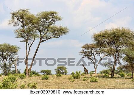 Stock Image - "Giraffe (Giraffa camelopardalis), Tarangire, Tanzania, Africa". Fotosearch