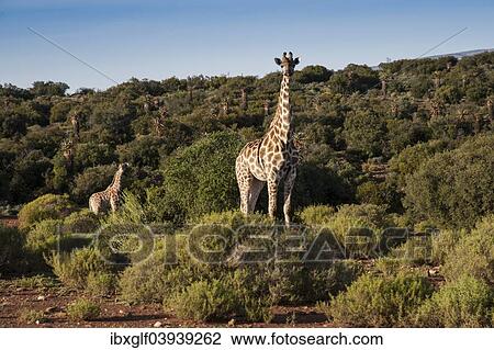 Stock Image - "Giraffe (Giraffa camelopardalis), female and young, about 2 months, Little Karoo, Western Cape, South Africa, Africa". Fotosearch