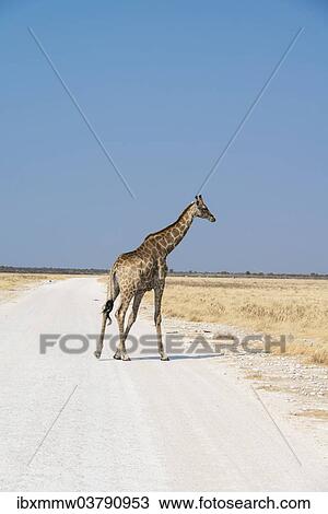 "Giraffe (Giraffa camelopardalis), Etosha National Park, Namibia, Africa" View Large Photo Image Stock Image - "Giraffe (Giraffa camelopardalis), Etosha National Park, Namibia, Africa". Fotosearch