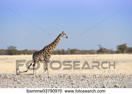 "Giraffe (Giraffa camelopardalis), Etosha National Park, Namibia, Africa" View Large Photo Image Stock Image - "Giraffe (Giraffa camelopardalis), Etosha National Park, Namibia, Africa". Fotosearch