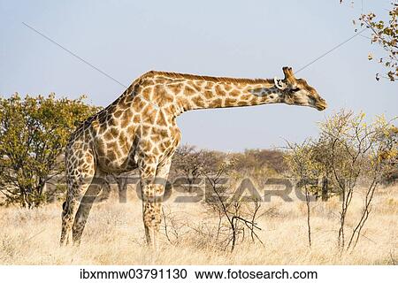 Stock Image - "Giraffe (Giraffa camelopardalis), Etosha National Park, Namibia, Africa". Fotosearch