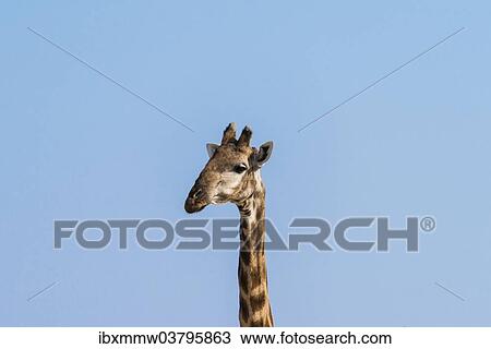 Stock Image - "Giraffe (Giraffa camelopardalis), Etosha National Park, Namibia, Africa". Fotosearch
