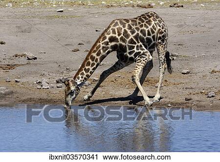 "Giraffe (Giraffa camelopardalis) drinking at a waterhole, Etosha National Park, Namibia, Africa" View Large Photo Image Stock Image - "Giraffe (Giraffa camelopardalis) drinking at a waterhole, Etosha National Park, Namibia, Africa". Fotosearch