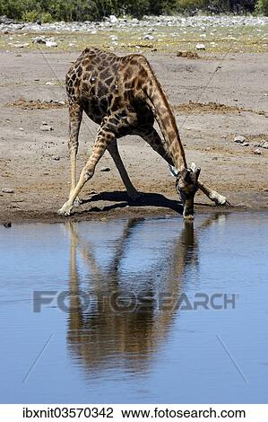 "Giraffe (Giraffa camelopardalis) drinking at a waterhole, Etosha National Park, Namibia, Africa" View Large Photo Image Stock Image - "Giraffe (Giraffa camelopardalis) drinking at a waterhole, Etosha National Park, Namibia, Africa". Fotosearch
