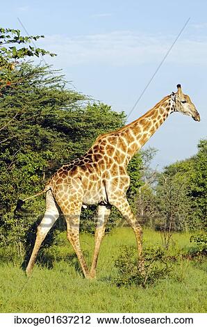 Stock Image - "Giraffe (Giraffa camelopardalis), Moremi National Park, Okavango Delta, Botswana, Africa". Fotosearch