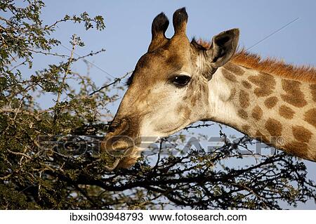 Stock Image - "Giraffe (Giraffa camelopardalis) feeding, Kruger National Park, South Africa, Africa". Fotosearch