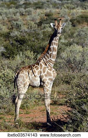 "Giraffe (Giraffa camelopardalis), Khomas Region, Namibia, Africa" View Large Photo Image Stock Image - "Giraffe (Giraffa camelopardalis), Khomas Region, Namibia, Africa". Fotosearch