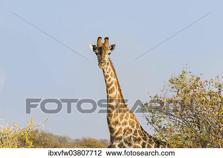 "Giraffe (Giraffa camelopardalis), Etosha National Park, Namibia, Africa" View Large Photo Image Stock Image - "Giraffe (Giraffa camelopardalis), Etosha National Park, Namibia, Africa". Fotosearch