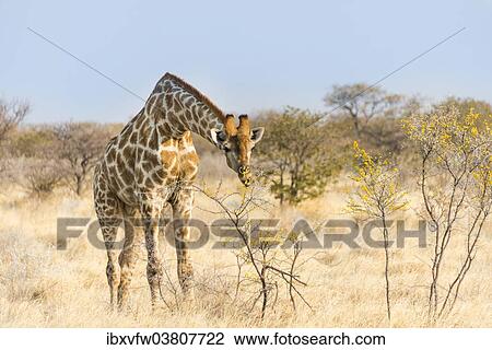 "Giraffe (Giraffa camelopardalis) feeding on camelthorn-bush, Etosha National Park, Namibia, Africa" View Large Photo Image Stock Image - "Giraffe (Giraffa camelopardalis) feeding on camelthorn-bush, Etosha National Park, Namibia, Africa". Fotosearch