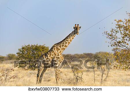"Giraffe (Giraffa camelopardalis), Etosha National Park, Namibia, Africa" View Large Photo Image Stock Image - "Giraffe (Giraffa camelopardalis), Etosha National Park, Namibia, Africa". Fotosearch