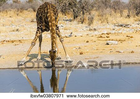"Giraffe (Giraffa camelopardalis) drinking at Kalkheuwel waterhole, Etosha National Park, Namibia, Africa" View Large Photo Image Stock Image - "Giraffe (Giraffa camelopardalis) drinking at Kalkheuwel waterhole, Etosha National Park, Namibia, Africa". Fotosearch