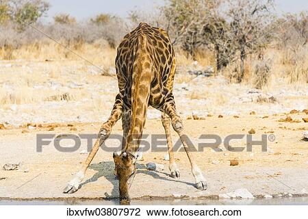 "Giraffe (Giraffa camelopardalis) drinking at Kalkheuwel waterhole, Etosha National Park, Namibia, Africa" View Large Photo Image Stock Image - "Giraffe (Giraffa camelopardalis) drinking at Kalkheuwel waterhole, Etosha National Park, Namibia, Africa". Fotosearch