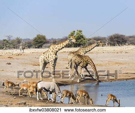 Stock Image - "Giraffe (Giraffa camelopardalis), Gemsbok (Oryx gazella) and Black Faced Impala (Aepyceros melampus petersi) drinking at Chudob waterhole, Etosha National Park, Namibia, Africa". Fotosearch