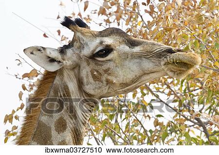 Stock Image - "Giraffe (Giraffa camelopardalis), portrait, feeding on tree, Etosha National Park, Namibia, Africa". Fotosearch