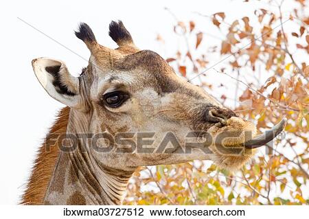 "Giraffe (Giraffa camelopardalis) portrait, with tongue sticking out, Etosha National Park, Namibia, Africa" View Large Photo Image Stock Image - "Giraffe (Giraffa camelopardalis) portrait, with tongue sticking out, Etosha National Park, Namibia, Africa". Fotosearch