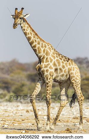 "Giraffe (Giraffa camelopardalis), Etosha National Park, Namibia, Africa" View Large Photo Image Stock Image - "Giraffe (Giraffa camelopardalis), Etosha National Park, Namibia, Africa". Fotosearch