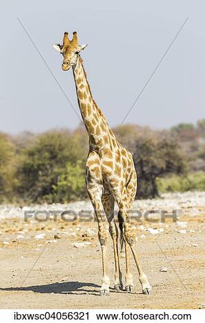 "Giraffe (Giraffa camelopardalis), Etosha National Park, Namibia, Africa" View Large Photo Image Stock Image - "Giraffe (Giraffa camelopardalis), Etosha National Park, Namibia, Africa". Fotosearch