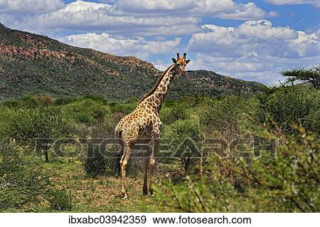 "Giraffe (Giraffa camelopardalis), Erindi Game Reserve, Namibia, Africa" View Large Photo Image Stock Photo - "Giraffe (Giraffa camelopardalis), Erindi Game Reserve, Namibia, Africa". Fotosearch