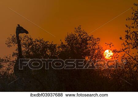"Giraffe (Giraffa camelopardalis), silhouette at sunrise, backlit, Kruger National Park, South Africa, Africa" View Large Photo Image Stock Photo - "Giraffe (Giraffa camelopardalis), silhouette at sunrise, backlit, Kruger National Park, South Africa, Africa". Fotosearch