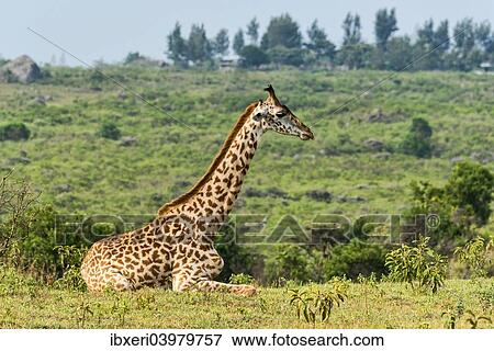 "Giraffe (Giraffa camelopardalis) sitting down on grassland, Arusha Region, Tanzania, Africa" View Large Photo Image Stock Photo - "Giraffe (Giraffa camelopardalis) sitting down on grassland, Arusha Region, Tanzania, Africa". Fotosearch