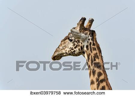 "Giraffe (Giraffa camelopardalis), portrait, Arusha Region, Tanzania, Africa" View Large Photo Image Stock Photo - "Giraffe (Giraffa camelopardalis), portrait, Arusha Region, Tanzania, Africa". Fotosearch