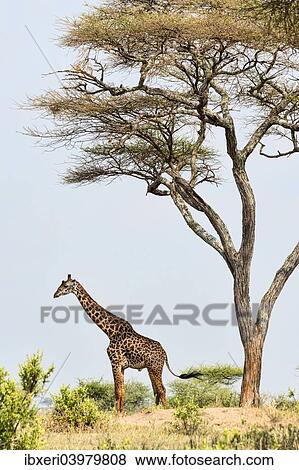 "Giraffe (Giraffa camelopardalis), under an acaica tree, Tarangire, Tanzania, Africa" View Large Photo Image Stock Photo - "Giraffe (Giraffa camelopardalis), under an acaica tree, Tarangire, Tanzania, Africa". Fotosearch