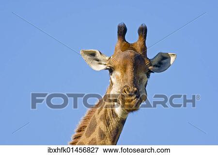 "Giraffe (Giraffa camelopardalis), Hluhluwe-Imfolozi National Park, South Africa, Africa" View Large Photo Image Stock Photo - "Giraffe (Giraffa camelopardalis), Hluhluwe-Imfolozi National Park, South Africa, Africa". Fotosearch