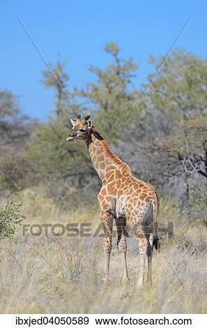 "Giraffe (Giraffa camelopardalis), young standing in dry grass, Etosha National Park, Namibia, Africa" View Large Photo Image Stock Photo - "Giraffe (Giraffa camelopardalis), young standing in dry grass, Etosha National Park, Namibia, Africa". Fotosearch