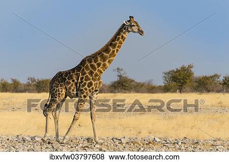 "Giraffe (Giraffa camelopardalis), Etosha National Park, Namibia, Africa" View Large Photo Image Stock Photo - "Giraffe (Giraffa camelopardalis), Etosha National Park, Namibia, Africa". Fotosearch