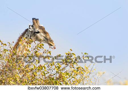 "Giraffe (Giraffa camelopardalis) behind camelthorn-bush, Etosha National Park, Namibia, Africa" View Large Photo Image Stock Photo - "Giraffe (Giraffa camelopardalis) behind camelthorn-bush, Etosha National Park, Namibia, Africa". Fotosearch