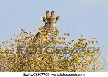 "Giraffe (Giraffa camelopardalis) behind camelthorn-bush, Etosha National Park, Namibia, Africa" View Large Photo Image Stock Photo - "Giraffe (Giraffa camelopardalis) behind camelthorn-bush, Etosha National Park, Namibia, Africa". Fotosearch