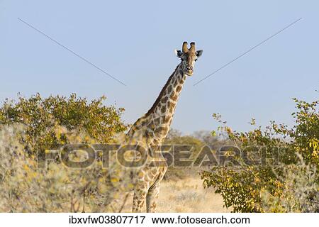 "Giraffe (Giraffa camelopardalis), Etosha National Park, Namibia, Africa" View Large Photo Image Stock Photo - "Giraffe (Giraffa camelopardalis), Etosha National Park, Namibia, Africa". Fotosearch