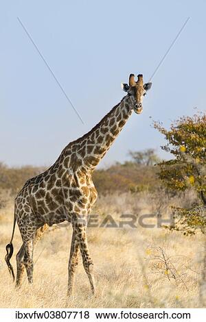 "Giraffe (Giraffa camelopardalis), Etosha National Park, Namibia, Africa" View Large Photo Image Stock Photo - "Giraffe (Giraffa camelopardalis), Etosha National Park, Namibia, Africa". Fotosearch