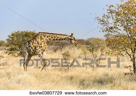 "Giraffe (Giraffa camelopardalis), Etosha National Park, Namibia, Africa" View Large Photo Image Stock Photo - "Giraffe (Giraffa camelopardalis), Etosha National Park, Namibia, Africa". Fotosearch