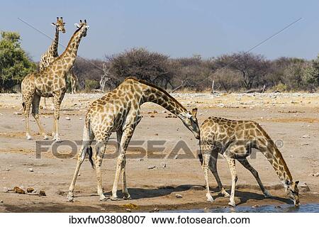 Stock Photo - "Giraffe (Giraffa camelopardalis), Chudob waterhole, Etosha National Park, Namibia, Africa". Fotosearch