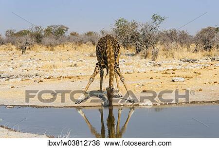 Stock Photo - "Giraffe (Giraffa camelopardalis) drinking at waterhole Kalkheuwel, Etosha National Park, Namibia, Africa". Fotosearch